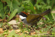 COSTA RICA
